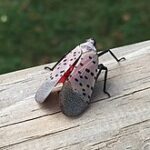 Spotted Lanternfly