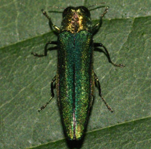 Emerald Ash Borer