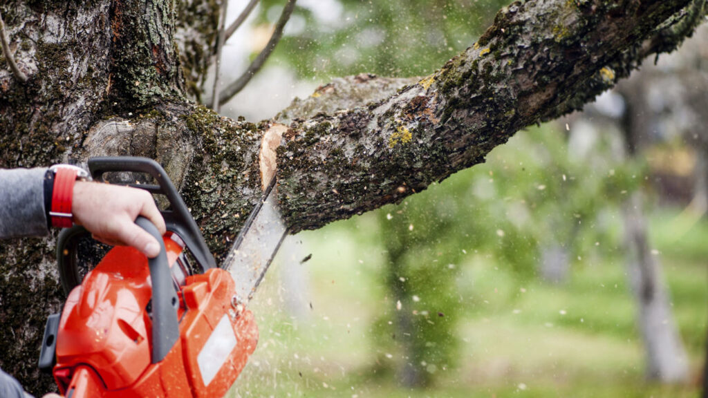 tree trim service