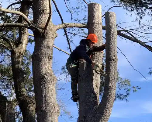 emergency tree removal